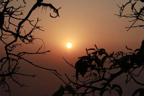 Tree branches in foreground with colorful sunset in background Stock Photos