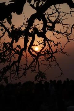 Tree branches in foreground with colorful sunset in background Stock-Fotos