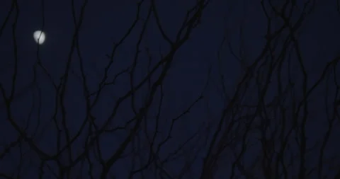 Tree branches foreground pan left to reveal moon in the background Stock Footage 249624124