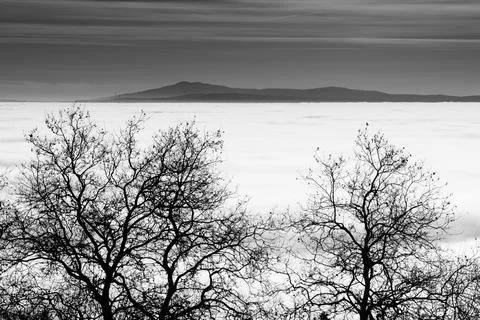 Tree branches on foreground separated from distant mountains by a sea of clouds Photos