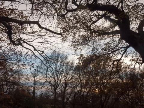 Tree branches forest canopy sky silhouettes clouds blue landscape nature Stock Photos