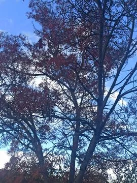 Tree branches in the forest during daylight in United Kingdom 스톡 사진