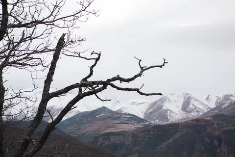 Tree branches in forest, flora Stock Photos