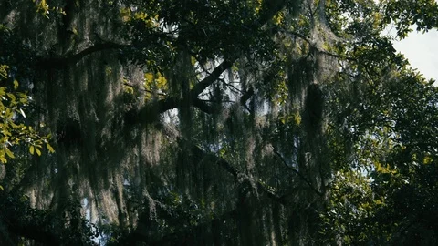 Tree branches in the forest on a sunny day Stock Footage 97593209