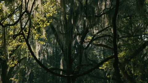 Tree branches in the forest on a sunny day Stock Footage 97594104