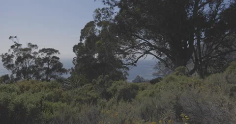 Tree Branches frame pretty view of Pacific Coast in Big Sur, California Stock Footage 137280868