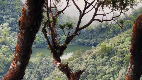 Tree branches frame tranquil volcanic lake in rainforest Stock Footage 346945172