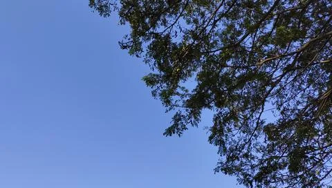 Tree Branches Framing a Clear Blue Sky Stock Photos