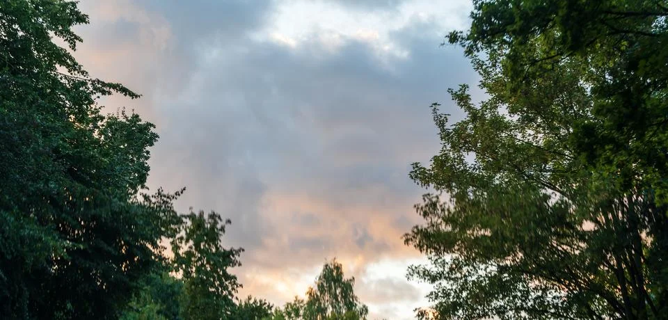 Tree branches framing a cloudy evening sky with soft pink and grey clouds at Stock Photos