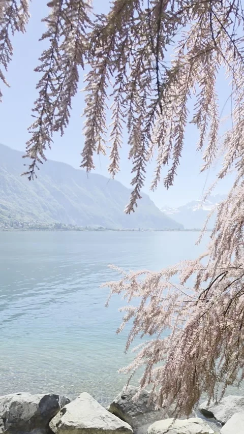 Tree Branches Framing Lake Geneva, Peaceful Swiss Alps Stock Footage 336553906