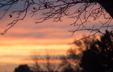 Tree Branches Framing Orange Sky 写真素材