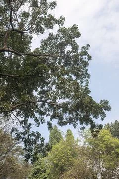 Tree Branches Framing Sky with Vertical Copy Space Stock Photos