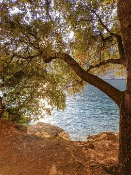 Tree branches framing sunlit Mediterranean Sea at Cap d'Ail Fotos de archivo