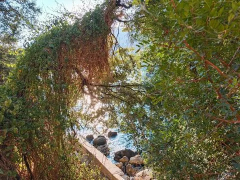Tree branches framing sunlit Mediterranean Sea at Cap d'Ail Stock Photos