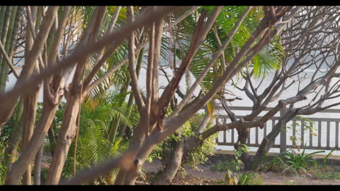 Tree Branches Framing Waterfront View for Mindfulness and Nature-Based Content Stock Footage 327523126