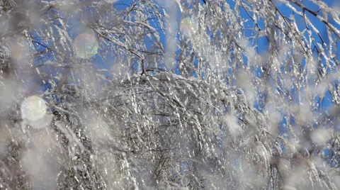 Tree Branches Freezed Stock Footage 52753505