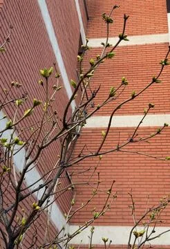 Tree branches with fresh buds growing near residential brick building wall... Stock Photos