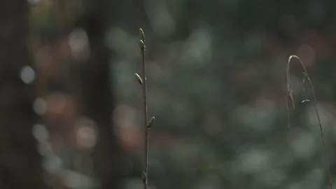 Tree branches with fresh buds in spring Stock Footage 331039723