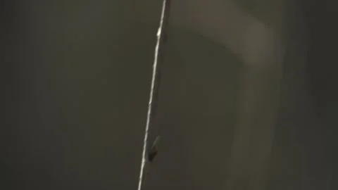 Tree branches with fresh buds in spring, natural growth Stock Footage 331039829