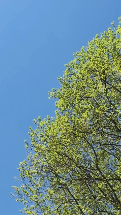 Tree Branches with Fresh Green Leaves Swaying in Wind vertical video Stock Footage 338052372