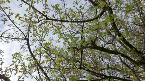 Tree Branches with Fresh Leaves Against Cloudy Sky Stock Footage 327483938