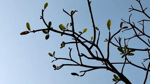 Tree branches with fresh leaves against clear blue sky 動画素材 333028716