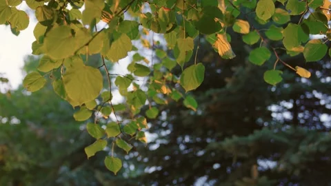 Tree branches with fresh leaves delicately sway in wind Stock Footage 271476070