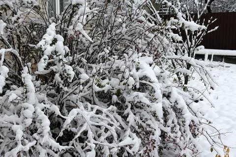 Tree branches in fresh snow 库存照片