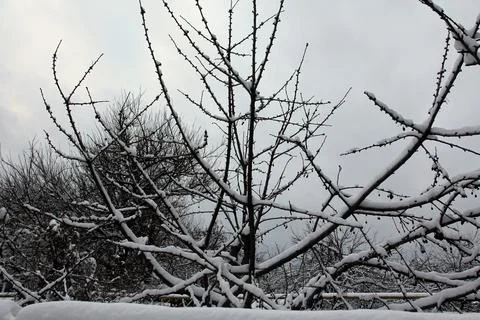 Tree branches in fresh snow 库存照片