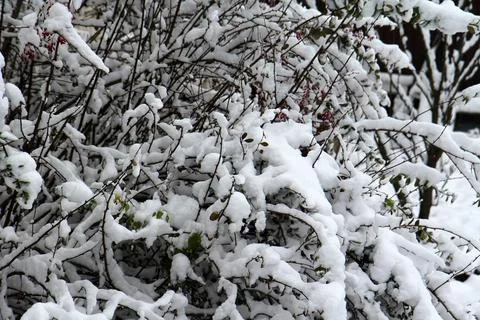 Tree branches in fresh snow 库存照片