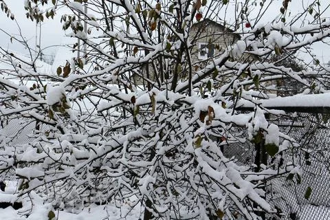 Tree branches in fresh snow 库存照片