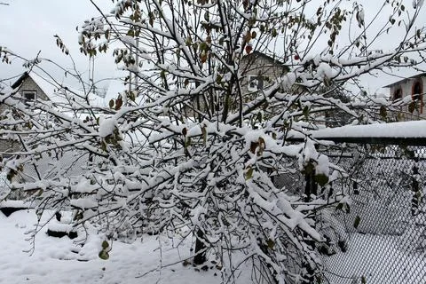 Tree branches in fresh snow 库存照片