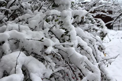 Tree branches in fresh snow Stock Photos