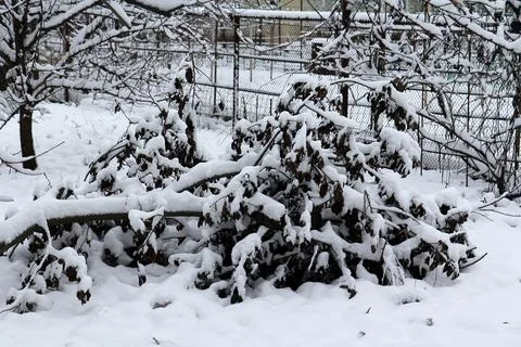 Tree branches in fresh snow 库存照片