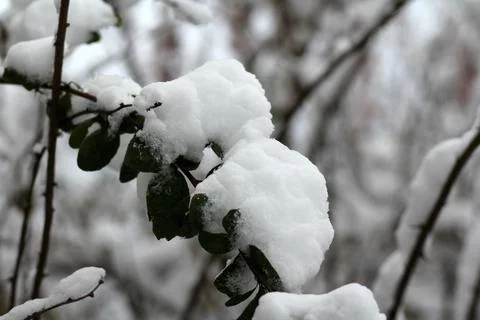 Tree branches in fresh snow 库存照片