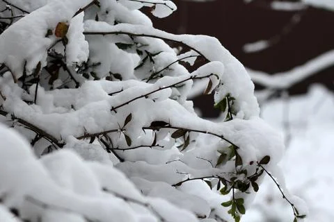 Tree branches in fresh snow 库存照片