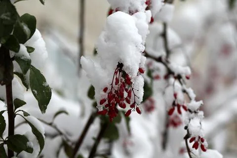 Tree branches in fresh snow 库存照片