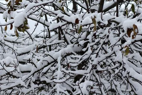 Tree branches in fresh snow 库存照片