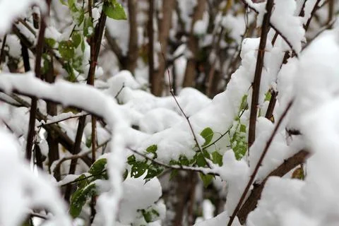 Tree branches in fresh snow 库存照片