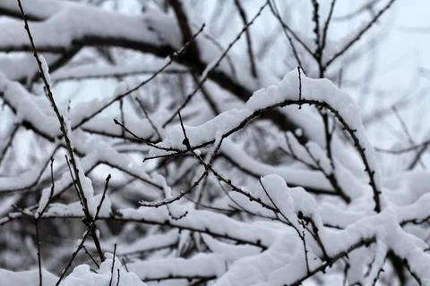 Tree branches in fresh snow 库存照片