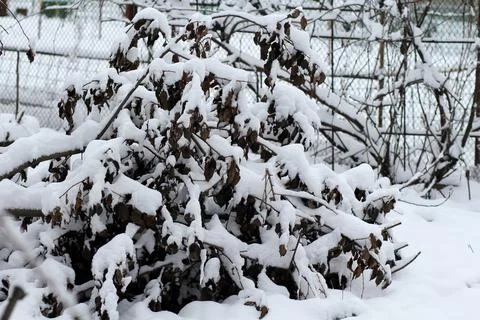 Tree branches in fresh snow 库存照片