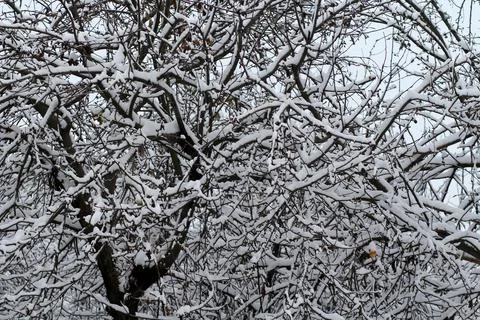 Tree branches in fresh snow 库存照片