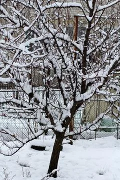 Tree branches in fresh snow 库存照片