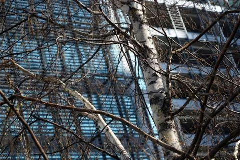 Tree branches in front of a  building Foto stock