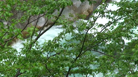 Tree branches in front of canyon rapids Stock Footage 33635606