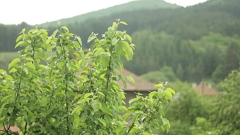 Tree branches in front of a mountain Stock Footage 76019632