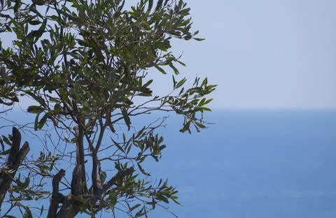 Tree branches in front of sea Stock Photos