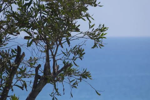 Tree branches in front of sea Stock Photos