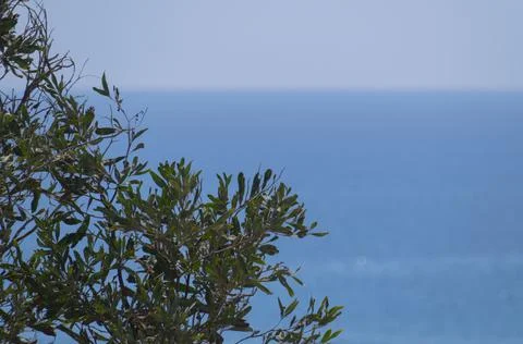 Tree branches in front of sea Stock Photos