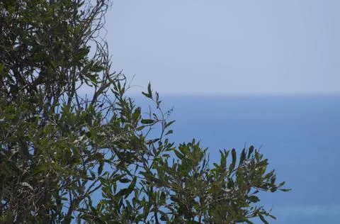 Tree branches in front of sea Stock Photos